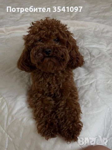 Пудел разплод ! 