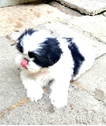 малки кученца порода Ши тцу 