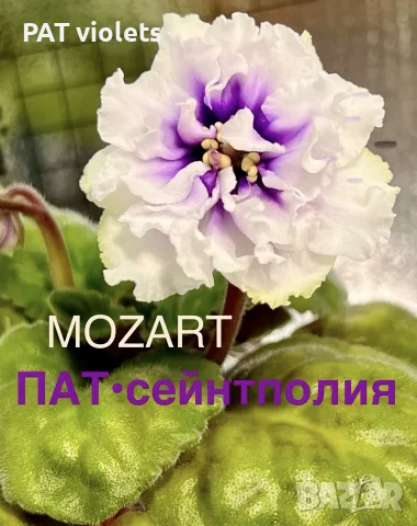 Saintpaulia Сейнтполия Сентполия African Violet Aфриканска теменужка стайна теменужка Фiалка цветя