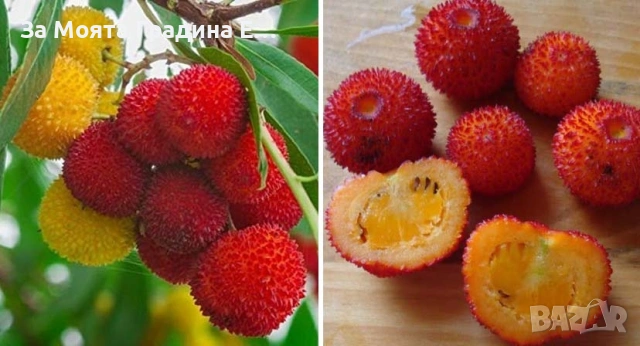 Ягодово дърво , снимка 4 - Градински цветя и растения - 53620994