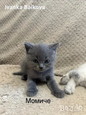 Малки пухкави котенца