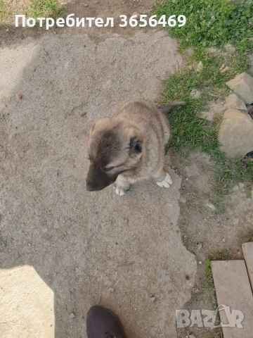 Породисти КАНГАЛИ., снимка 5 - Кангал - 53622874