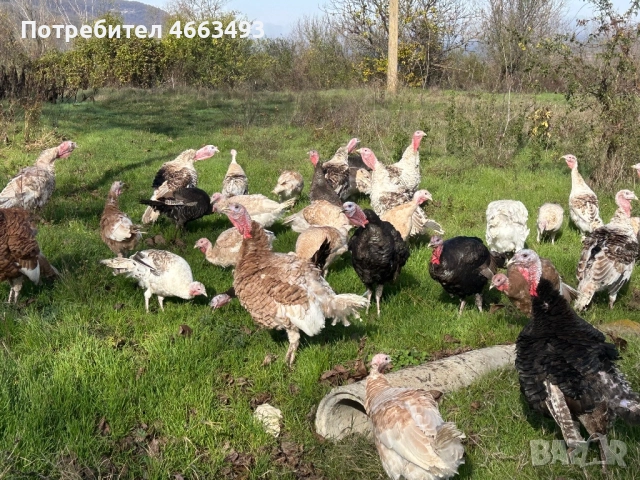 Предлагам домашни пуйки