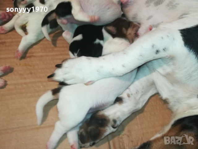 ДЖАК РЪСЕЛ-КУЧЕНЦА 1908251818, снимка 18 - Джак ръсел териер - 51420983