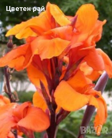 Три цвята канни с едри и гъсти цветове , снимка 2 - Градински цветя и растения - 52251161