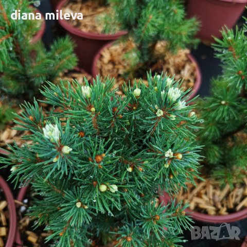 Канадски Смърч, Picea glauca Sanders Blue, снимка 4 - Градински цветя и растения - 40514435
