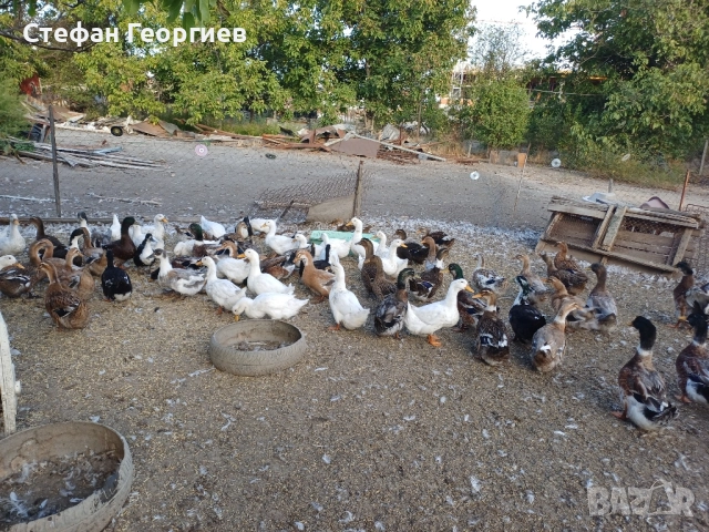 патици, снимка 2 - Патици и гъски - 51949919