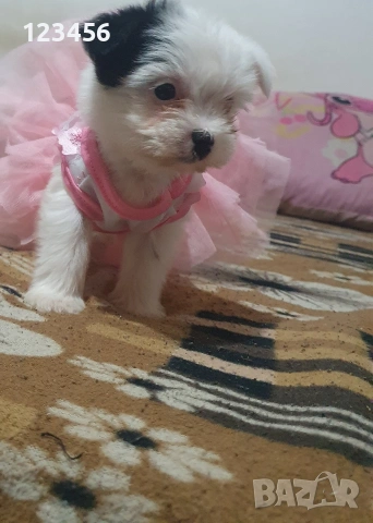 Малки йоркита бивър 