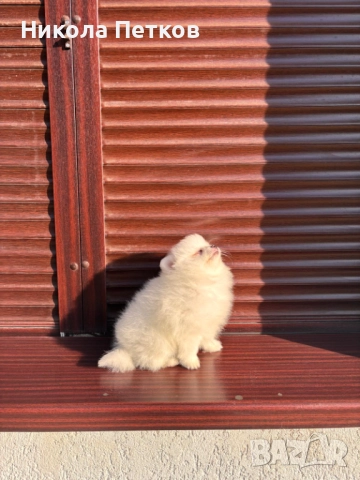 Померан , снимка 2 - Померан - 52845557