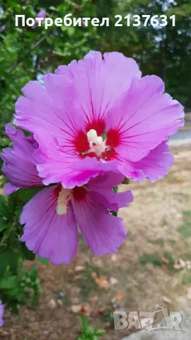 ГРАДИНСКИ ХИБИСКУС В контейнер ( ДЪРВОВИДНА РУЖА ), снимка 1