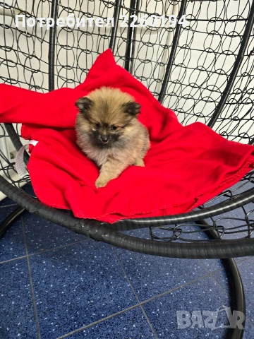 Померан, снимка 2 - Померан - 53430685
