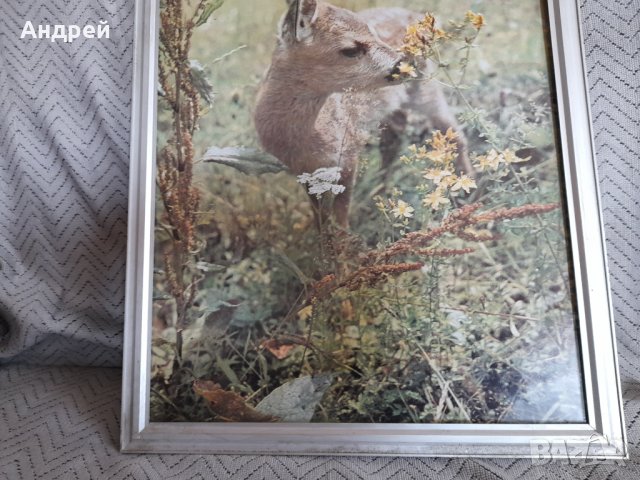 Стара снимка #17, снимка 3 - Други ценни предмети - 44480387