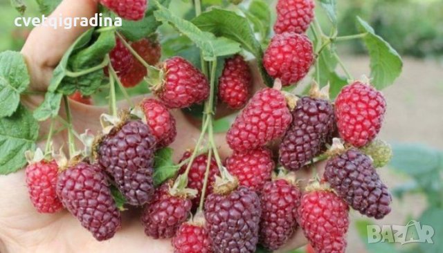 Rubus Tayberry (Малина Рубъс тайбери)