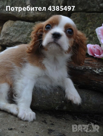 Кавалер Кинг Чарлз Шпаньол мъжко , снимка 4 - Кавалер кинг чарлз шпаньол - 53288486