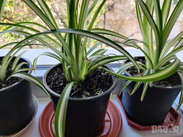 Продавам Цветя Хлорофитум (зелена лилия) - големи, снимка 8 - Стайни растения - 41147574