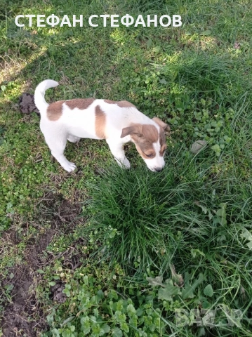 Джак Ръсел , снимка 6 - Джак ръсел териер - 52917744