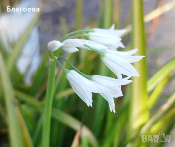 Алиум бял / Alium triquetrum, снимка 2 - Разсади - 48237854