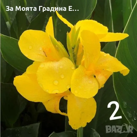 Кана -луковици , снимка 2 - Градински цветя и растения - 49765727