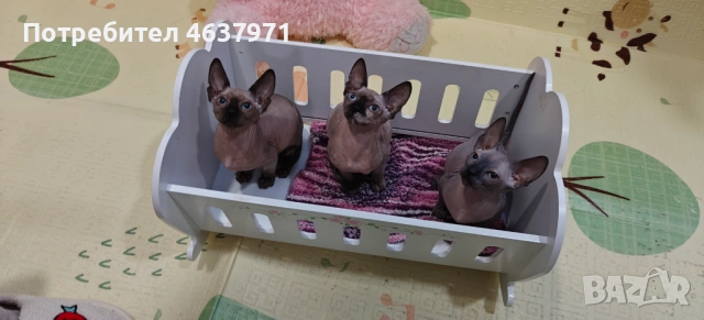 Канадски сфинкс, снимка 2 - Сфинксове - 53519696