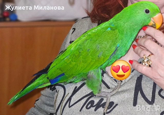 Бебе на 5 месеца много социално( говорящ папагал)