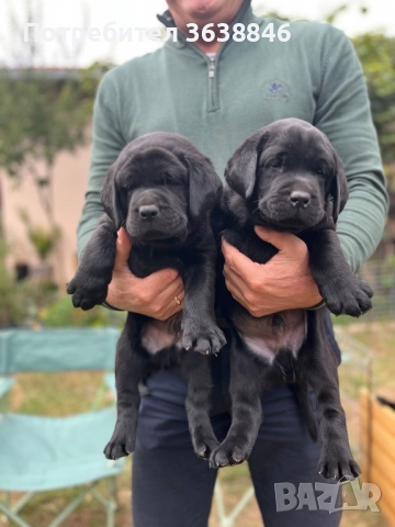 Лабрадор ретривър, снимка 6 - Лабрадор ретривър - 50688349