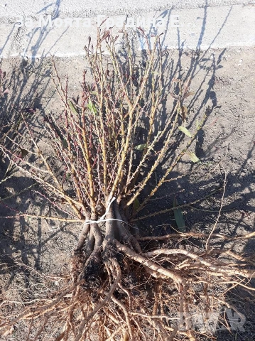 Мини дръвчета - Овошки, снимка 8 - Градински цветя и растения - 53619368