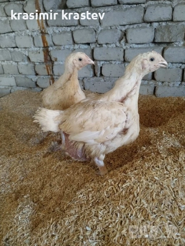 Пиленца, пилета