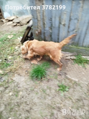 Кокер Шпаньол, снимка 4 - Кокер шпаньол - 52342878