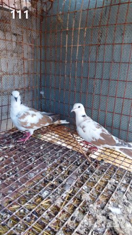 Гугутки млад чифт., снимка 4 - други­ - 37622459