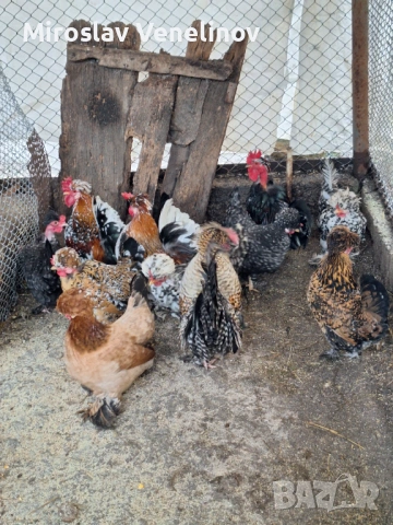 Продавам оплодени яйца от джинките на снимките, снимка 8 - Кокошки и пуйки - 53650745