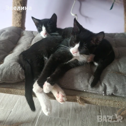 !! СПЕШНО!! 2 котенца търсят дом , снимка 1