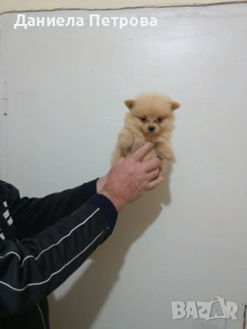 Мини померани - момиченца на 55 дни с първа ваксина, обезпаразитени и с паспорт, снимка 6 - Померан - 53099146