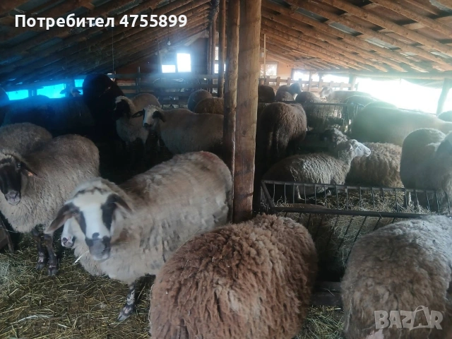 Продавам бременни овце , снимка 17 - Овце - 53721374