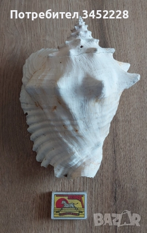 раковина голяма за ценители , снимка 8 - Декорация за дома - 51711876