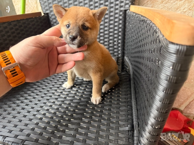 Шиба Ину Актуално от 5.12.2025, снимка 4 - Шиба ину - 52501875