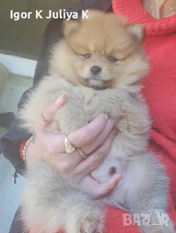 Уникални миниатюрни пухкави померани мини шпицове, снимка 6 - Померан - 49178159