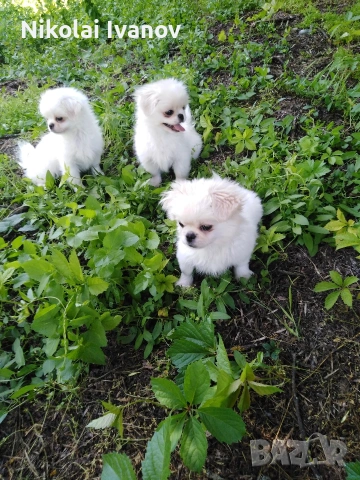 Бели пекинезчета на 60 дни 