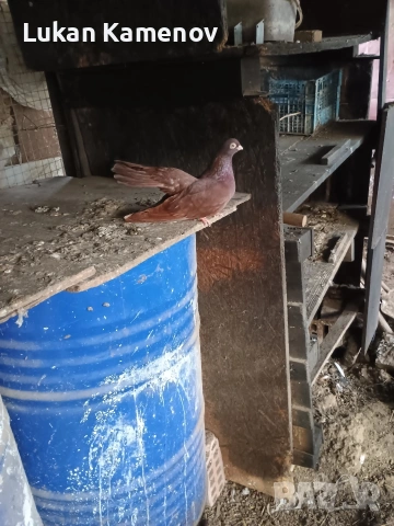 продавам чифт шабо, чифт руски и мъжки белослатински, снимка 10 - други­ - 53711830