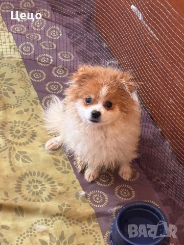 Померан момче 