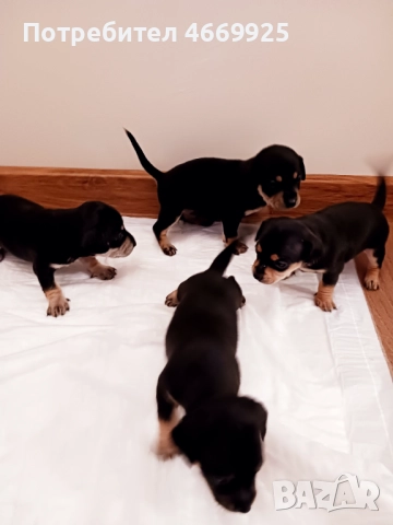 Продавам пинчери, снимка 2 - Пинчер - 52668622