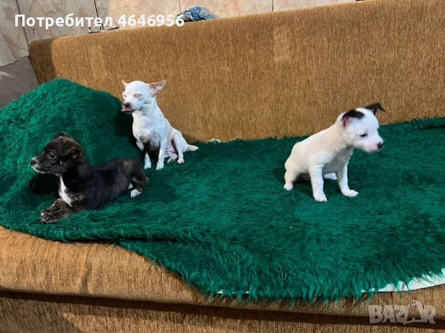 Чихуа - пинчер кучета, снимка 10 - Чихуахуа - 53512397