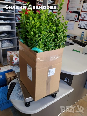 Лигуструм за жив плет на гол корен , снимка 5 - Градински цветя и растения - 53716248