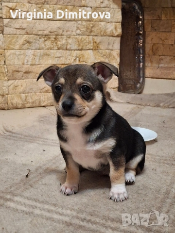 Две мини пинчерчета, снимка 3 - Пинчер - 53389093