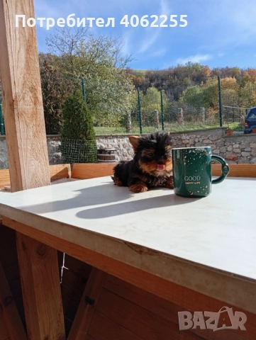 Продавам мини йоркширски териери , снимка 2 - Йоркширски териер - 52590670