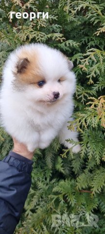 Померан, снимка 4 - Померан - 35756651