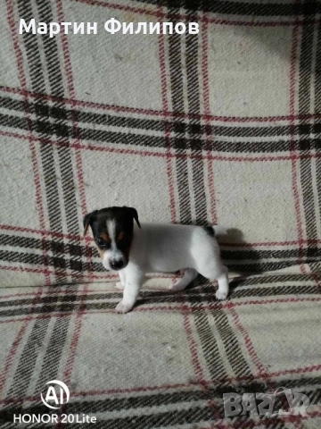 Продавам малки джак ръсел териери , снимка 4 - Джак ръсел териер - 52322833