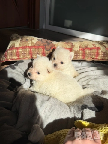 Померани, снимка 3 - Померан - 53663060