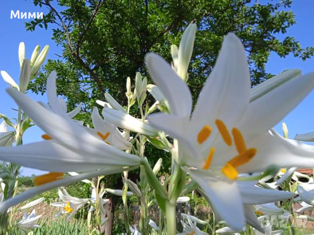 Бял крем -Лилиум, снимка 6 - Градински цветя и растения - 44761540
