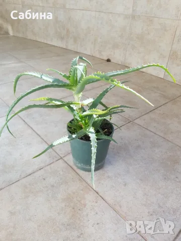 Алое Вера, , снимка 3 - Градински цветя и растения - 49007405