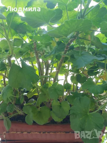 Мушкато,дърво на живота,Шефлера  и др.растения готови за декорация и подарък, снимка 17 - Декорация за дома - 48567968